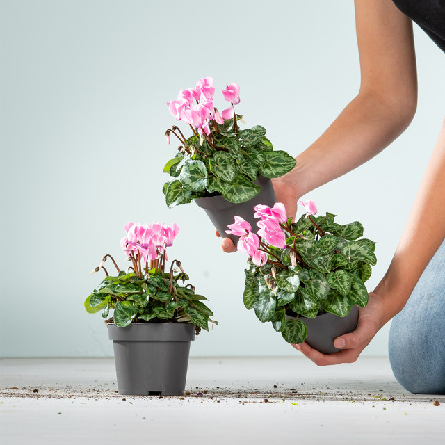 3er Set rosafarbenes Alpenveilchen Cyclamen persicum von BLUME2000 als Zimmerpflanze - Bild 1