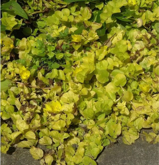 Lysimachia nummularia Aurea Pfennigkraut gelbe Bodendecker Staude - Bild 1