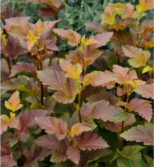 Hochstamm Blasenspiere Amber Jubilee Physocarpus opulifolius mit gelben, orangen und roten Blättern, Höhe: 80-100 cm - Bild 1