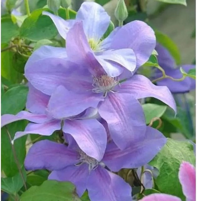 Clematis Waldrebe Mrs. Cholmondeley Kletterpflanze Blau für den Garten - Bild 1
