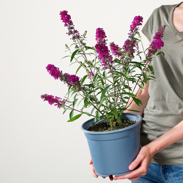 Magentafarbener Schmetterlingsflieder Buddleja davidii von BLUME2000 - Bild 1