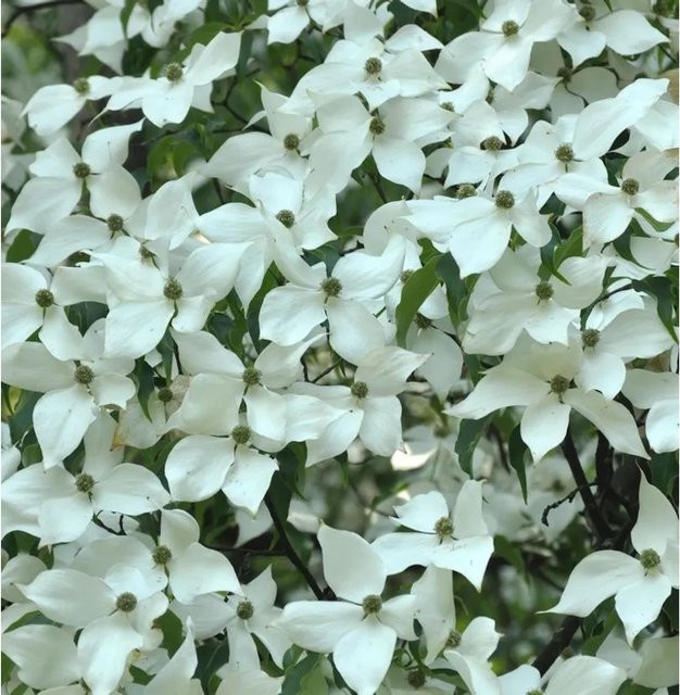 Blumen-Hartriegel Stardust Cornus in Weiß, Höhe: 100-125 cm - Bild 1