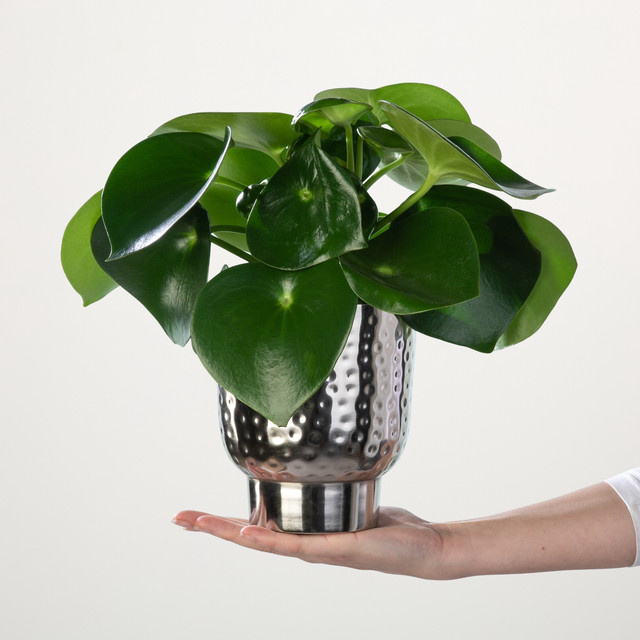 BIO Peperomia polybotrya Raindrop von BLUME2000, grüne Zimmerpflanze mit tropfenförmigen Blättern für hellen Standort - Bild 1