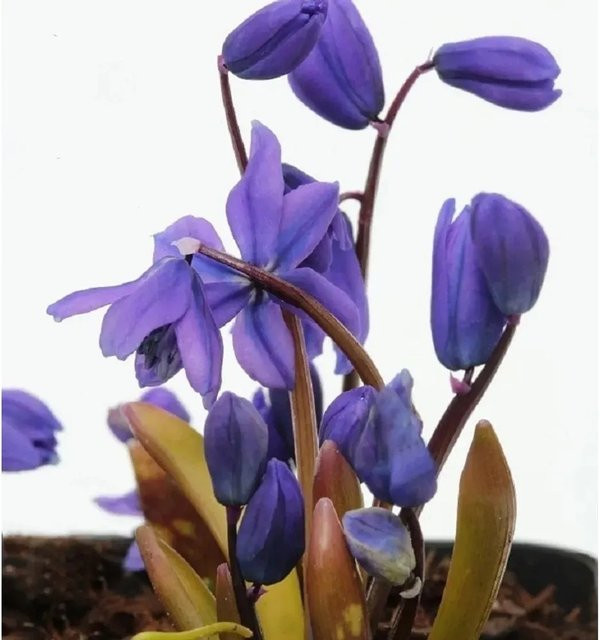 Sibirischer Blaustern Scilla siberica als blaue mehrjährige Bodenbedeckung für den Garten - Bild 1