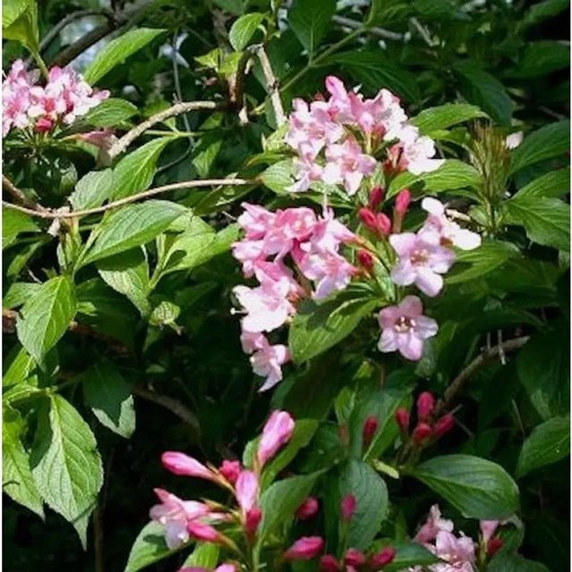 Weigela florida Liebliche Weigela als pinkfarbene Heckenpflanze und Ziergehölz von Nr-01.de, Höhe: 80-100 cm - Bild 1
