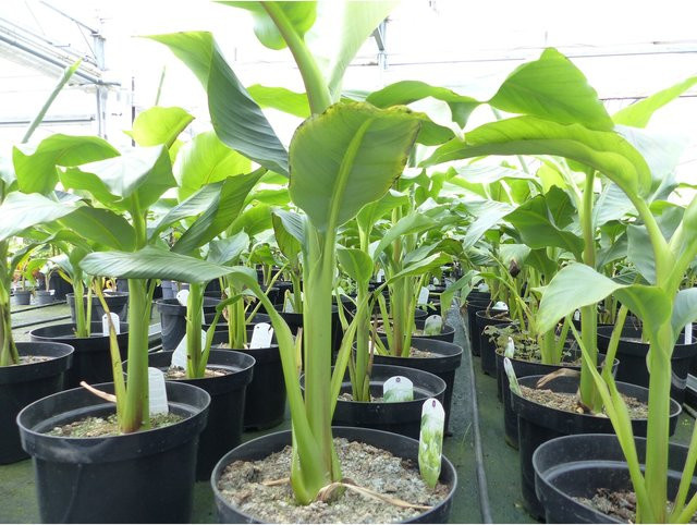 Japanische Faserbanane Musa Basjoo winterharte Bananenstaude, Höhe: 60 - 80 cm - Bild 1