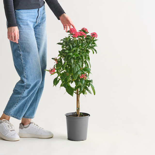 Pentas lanceolata Stämmchen in Rosa von BLUME2000 – pflegeleichte Zierpflanze für Terrasse und Kübel - Bild 1