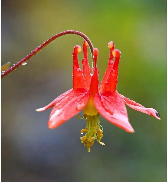 Kanadische Akelei Little Lanterns Aquilegia canadensis rote Blüten im Topf - Bild 1