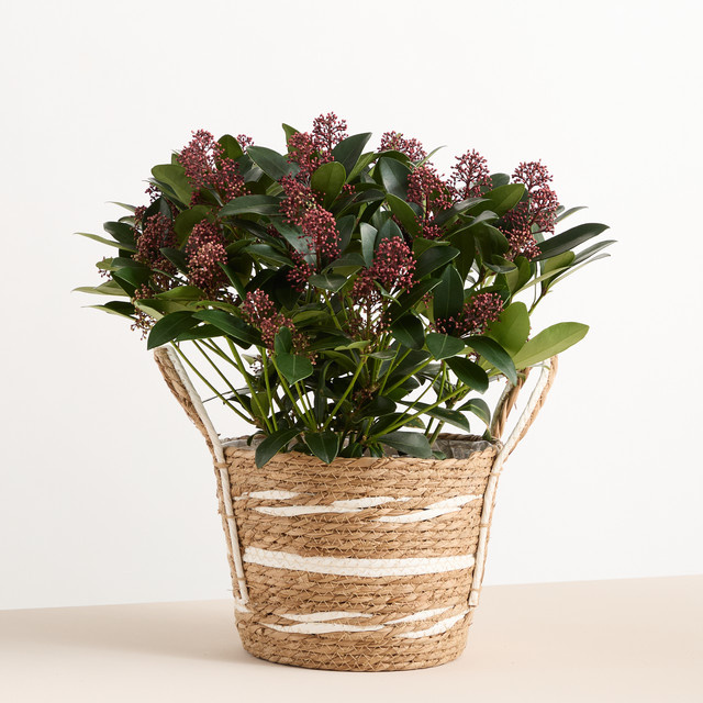 Seegraskorb von Blume2000 in Natur und Weiß, runder Aufbewahrungskorb im Boho-Stil, B/T/H: 30 x 30 x 27 cm - Bild 1