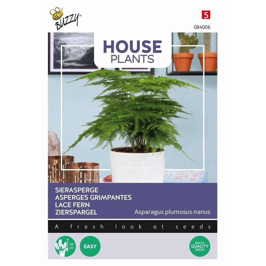 Zierspargel Buzzy House Plants Samen für den Innenbereich, 1 g - Bild 2