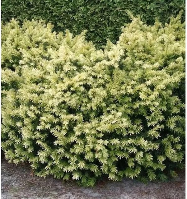 Breitwachsende Goldeibe Golden Nugget Taxus baccata für deinen Garten - Bild 1