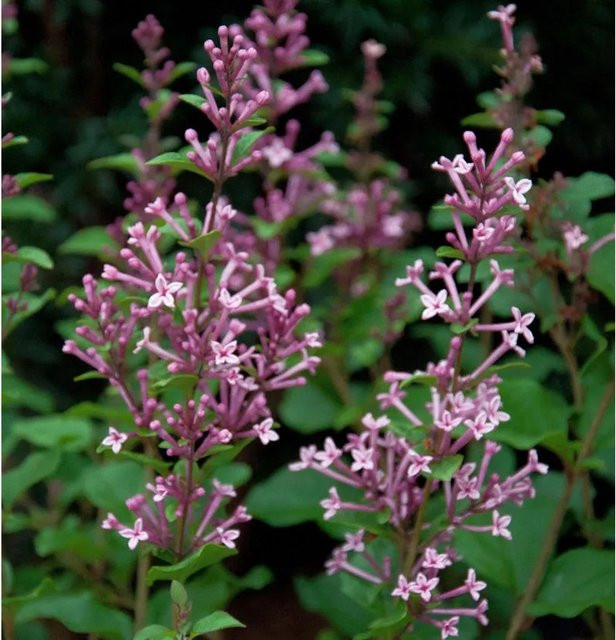 Syringa Edelflieder Bloomerang Pink Perfume Hochstamm in Pink - Bild 1
