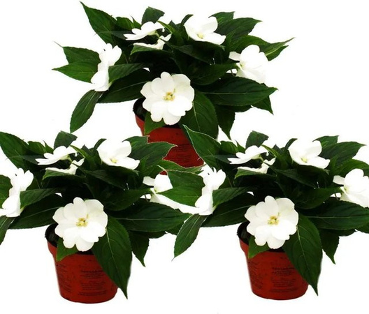 Exotenherz Edel-Lieschen Impatiens Neu-Guinea Set mit 3 Pflanzen in Weiß, 12cm Topf