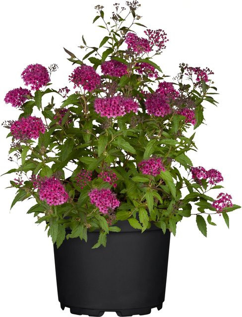 Spiraea bumalda Sommer-Spier Anthony Waterer Set mit 44 Stück für Garten und Hecke, Höhe: 30 - 40 cm - Bild 1