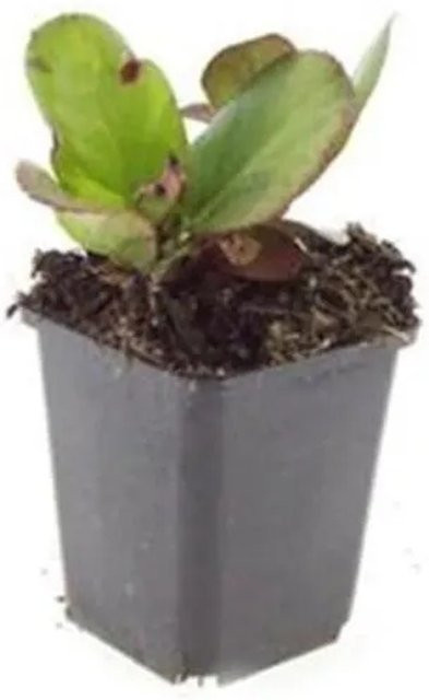 Exotenherz Bergenia Cordifolia Bodendecker Staude mit Herbstblüte, 60 Pflanzen im 9cm Topf - Bild 1