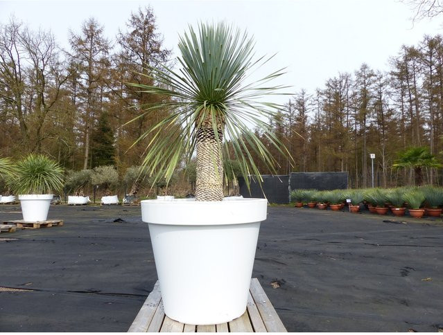 Yucca Rostrata von Grünwaren in Weiß mit Pflanzkübel, Höhe: 170 cm, Stammhöhe: 60 cm, Durchmesser: 80 cm, winterhart - Bild 1