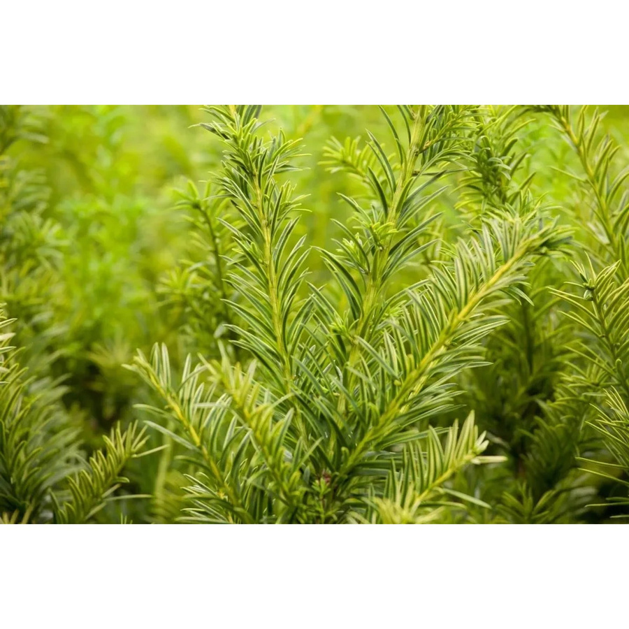 Taxus baccata Semperaurea Eibenstrauch Gelb-Grün Höhe: 50-60 cm - Bild 2