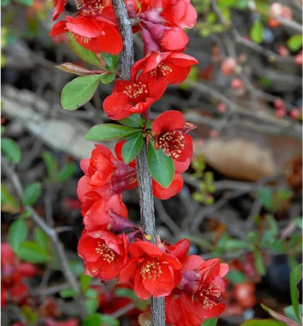 Zierquitte Nicoline Chaenomeles als Hochstamm Solitärpflanze und Heckenpflanze in Rot, Höhe: 80-100 cm - Bild 1