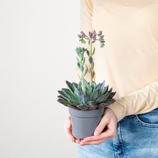 Echeveria Blue Prince S Sukkulente von BLUME2000 in Blau und Grün - Bild 1