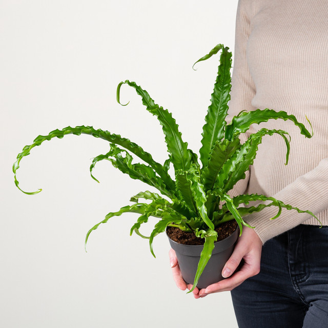 Asplenium Osaka Farn in Grün von BLUME2000 - Bild 1
