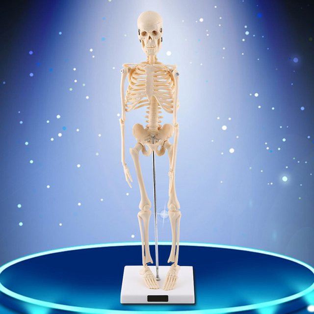 DIYelecs Menschliches Skelett Anatomisches Modell, Medizinisches Anatomisches Lehrmittel, mit Basis, white - Bild 1