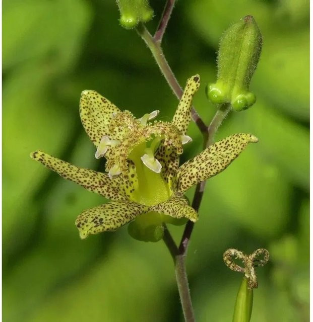 Tricyrtis atifolia Krötenlilie als mehrjährige Gartenpflanze von Nr-01.de - Bild 1