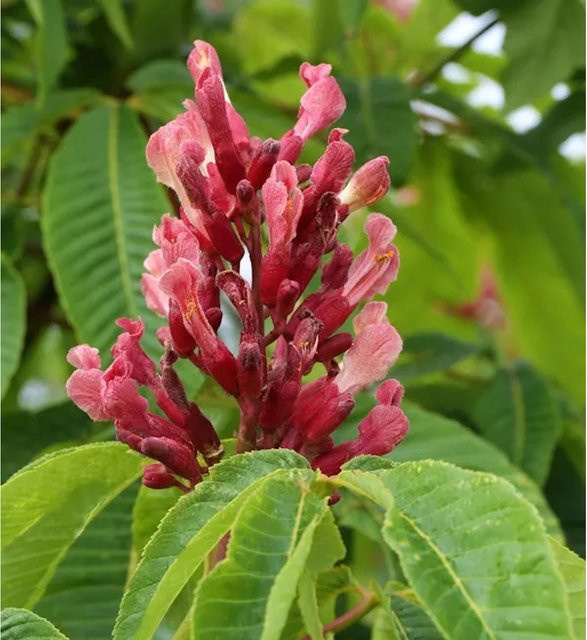 Hochstamm Zwergkastanie Rosea Nana Aesculus pavia in Pink/Rot, Höhe: 100-125 cm - Bild 1