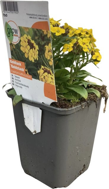 GROW by OBI Erysimum Stauden Goldlack Goldstaub Gelb, Topf-Ø: 9 cm x 9 cm - Bild 1