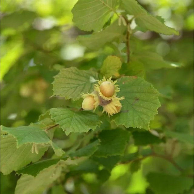 Hallesche Riesennuss Corylus avellana Strauch von Nr-01.de, Höhe: 100-125 cm - Bild 1