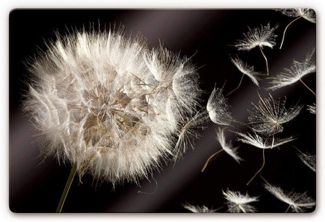 K&L Wall Art Glasbild Löwenzahn Pusteblume Vintage in Multicolour und Weiss, B: 60 cm, H: 40 cm - Bild 1