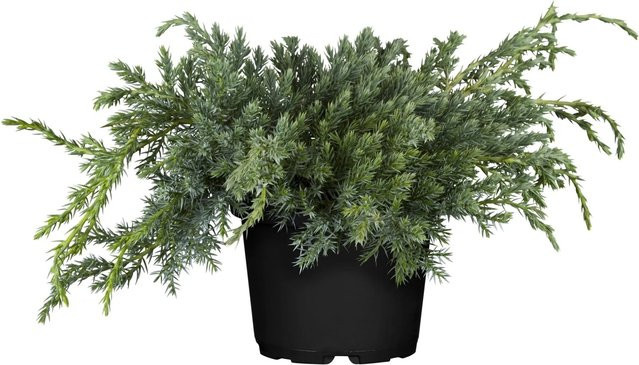 GROW by OBI Zwerg-Wacholder Blue Carpet Blau, Juniperus Bodendecker im Topf, Höhe: 5 - 10 cm - Bild 1