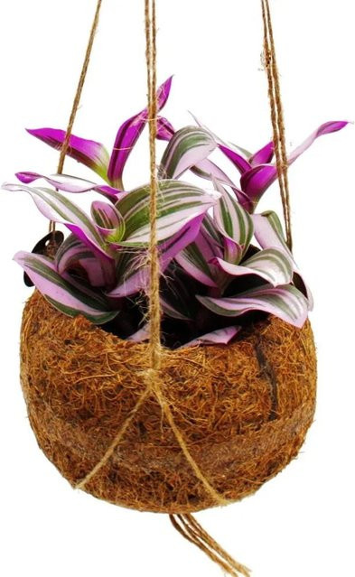 Exotenherz Kokodama Tradescantia Nanouk Dreimasterblume Wasserhexe in Kokosfasern zum Hängen, Mehrfarbig, Durchmesser: 13 cm - Bild 1