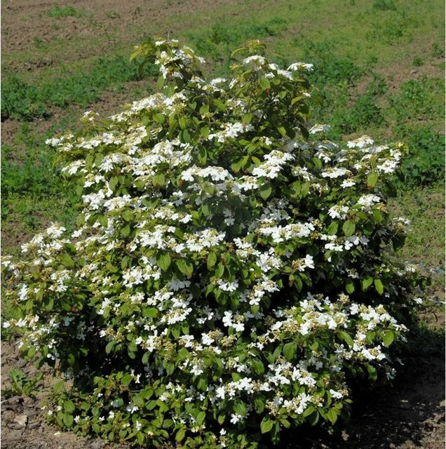 Gefüllter Schneeball Watanabe Viburnum plicatum als weißer Zierstrauch für deinen Garten - Bild 1