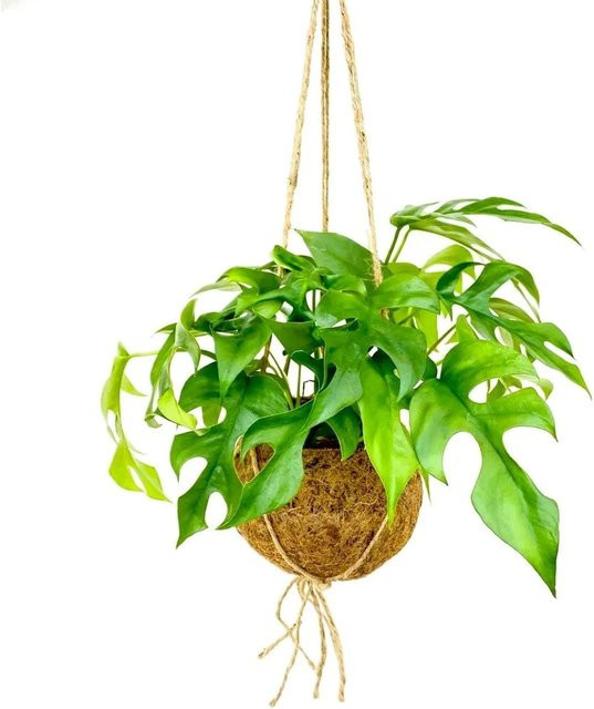 Exotenherz Monstera Minima Fensterblatt im XL Kokodama-Hängekorb aus Kokosfasern, Grün/Braun, Höhe: 17 cm - Bild 1
