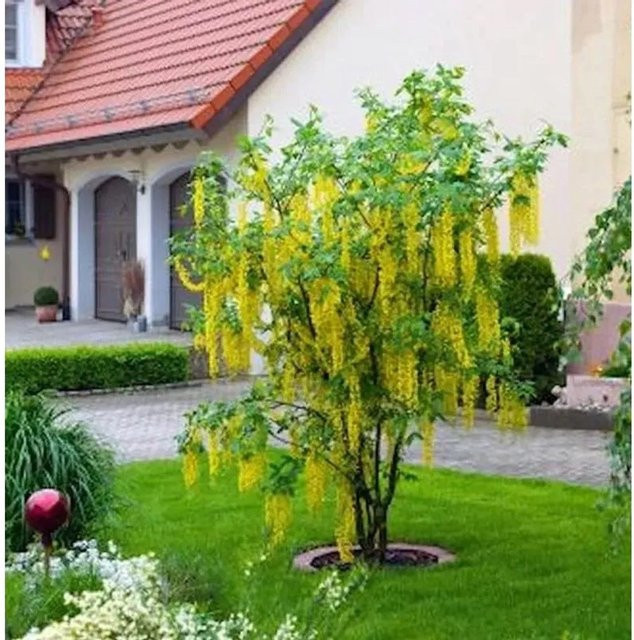 Hochstamm Goldregen Laburnum watereri Vossii mit gelben Blüten, Höhe: 80-100 cm - Bild 1