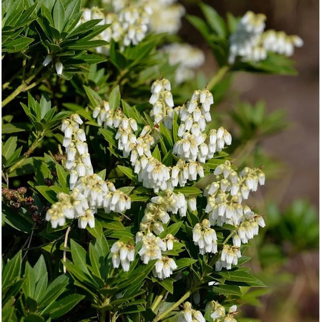 Pieris japonica Lavendelheide Prelude Zierstrauch, Farbe: Weiß, Höhe: 40-50 cm - Bild 1