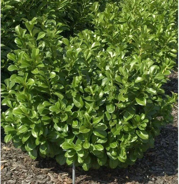 Lorbeerkirsche Etna Prunus laurocerasus als grüne Heckenpflanze von Die Nr-01.de - Bild 1