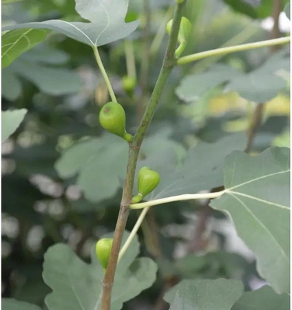 Echter Feigenbaum Ficus carica von Nr-01.de, Höhe: 80-100 cm