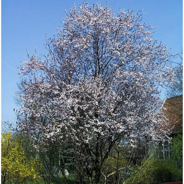 Blutpflaume Prunus cerasifera Woodii Obstbaum für den Garten, Höhe: 100-125 cm - Bild 1