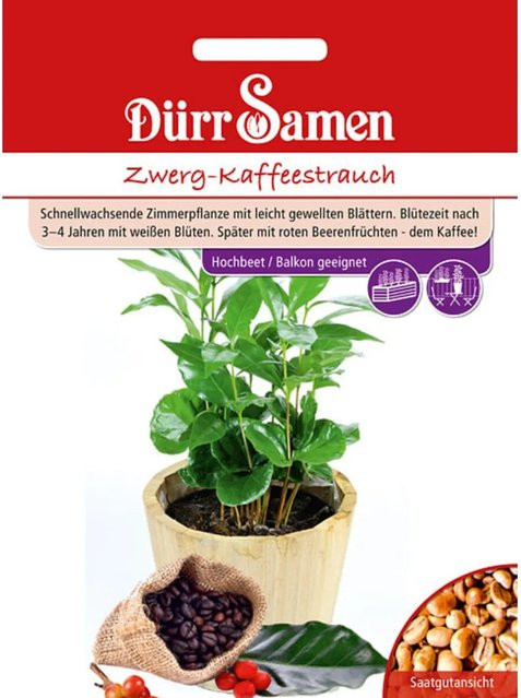 Dürr Zwerg-Kaffeestrauch Saatgut für Zimmerpflanzen und Wintergärten - Bild 1