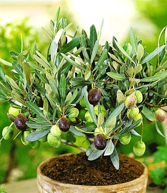Olivenbaum in Grün als Tabletop-Pflanze - Bild 1