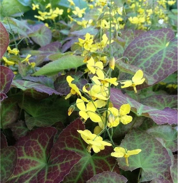 Epimedium perralchicum Elfenblume Frohnleiten als mehrjährige Bodendecker-Pflanze für den Garten - Bild 1