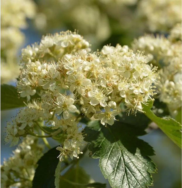 Sorbus Mehlbeere Solitärbaum für Gärten, Höhe: 60-80 cm - Bild 1