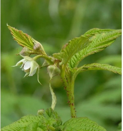 Himbeere Golden Everest Rubus idaeus gelbe Beerensträucher