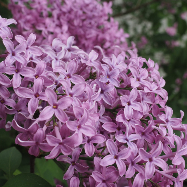 Königsflieder Syringa Saugeana violett als Zierstrauch für deinen Garten - Bild 1