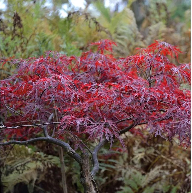 Japanischer Schlitzahorn Red Dragon Acer palmatum von Die Nr-01.de, Höhe: 100-125 cm - Bild 1