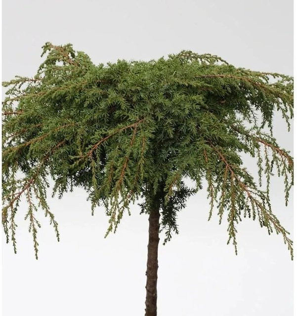 Grüner Kriechwacholder Green Carpet Juniperus communis Hochstamm, 40-60 cm - Bild 1