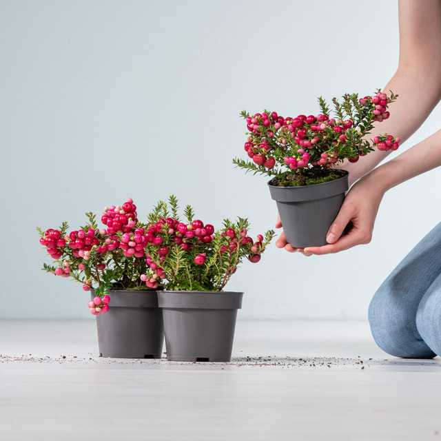 3er Set Torfmyrthe Pernettya mucronata in Rot von BLUME2000 für Balkon und Beete - Bild 1