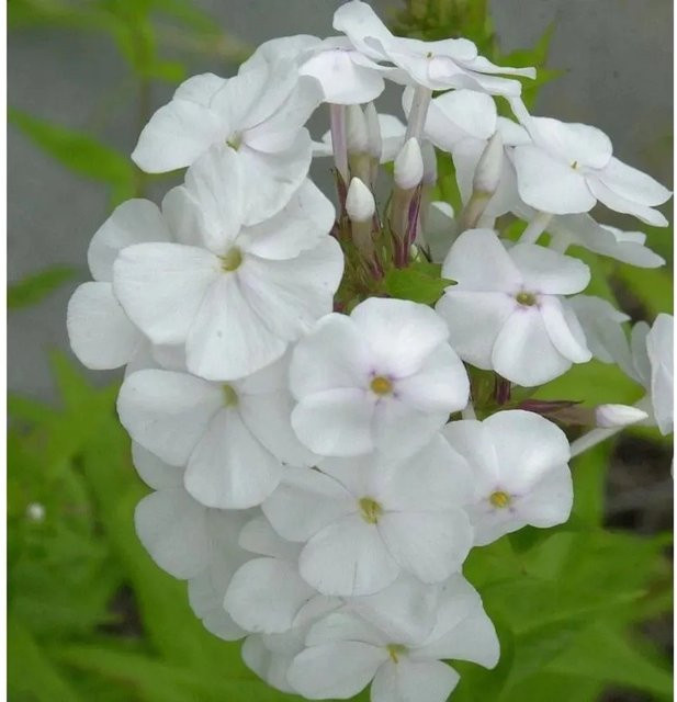 Phlox maculata Wiesen Flammenblume Mrs. Lingard von Die Nr-01.de als mehrjährige Schnittblumenpflanze für den Garten - Bild 1