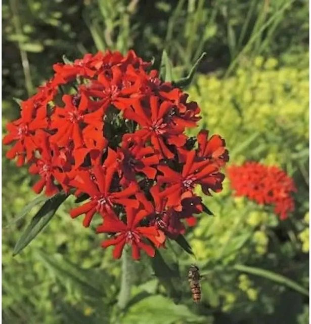 Lichtnelke Lychnis chalcedonica rote Staude für Bauerngarten und Blumenbeet - Bild 1